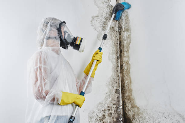 Best Crawl Space Mold Removal  in Garland, UT