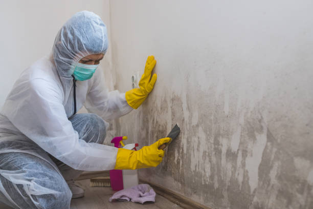 Best Same-Day Mold Removal  in Garland, UT