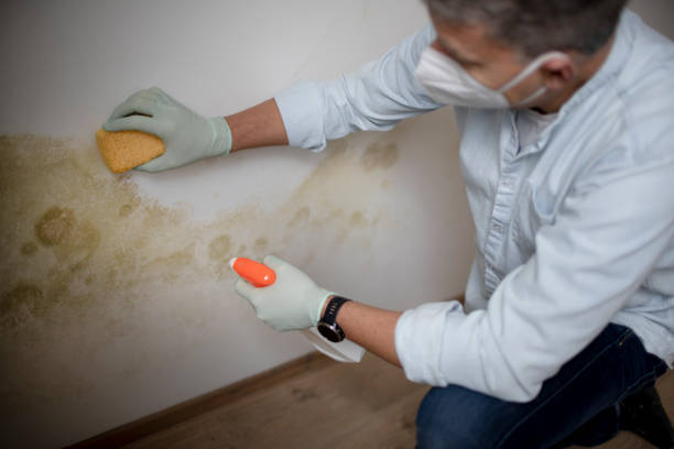 Crawl Space Mold Removal in Garland, UT