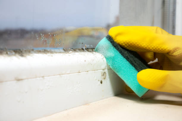 Best Office Mold Removal Services  in Garland, UT