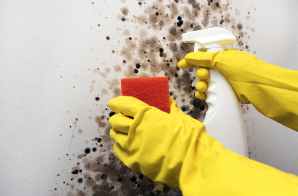 Best Crawl Space Mold Removal  in Garland, UT