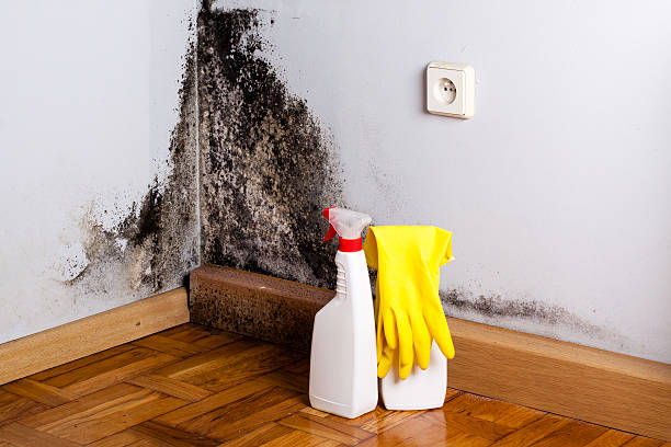 Best Affordable Mold Removal  in Garland, UT
