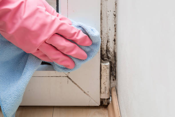 Best Mold Remediation  in Garland, UT