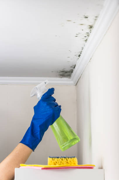 Best Professional Mold Removal  in Garland, UT