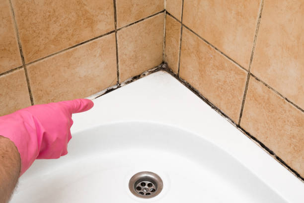 Best Local Mold Removal Service  in Garland, UT