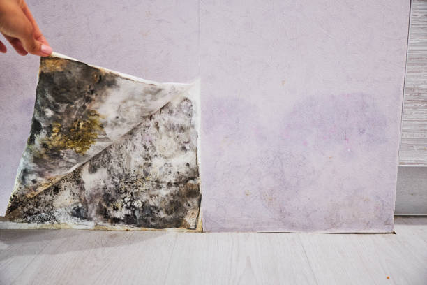 Best Office Mold Removal Services  in Garland, UT